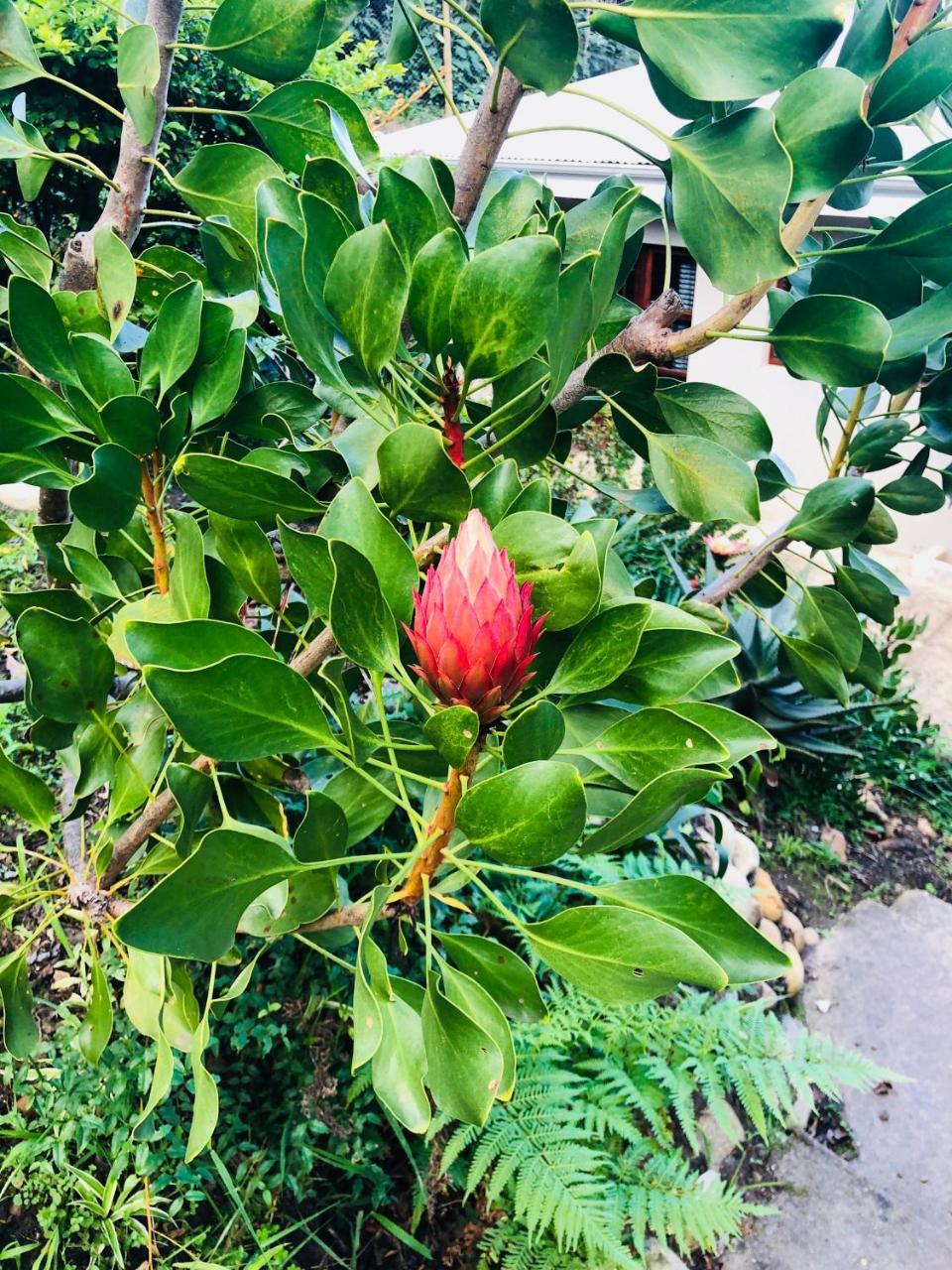 Вилла 11 Protea Найсне Экстерьер фото