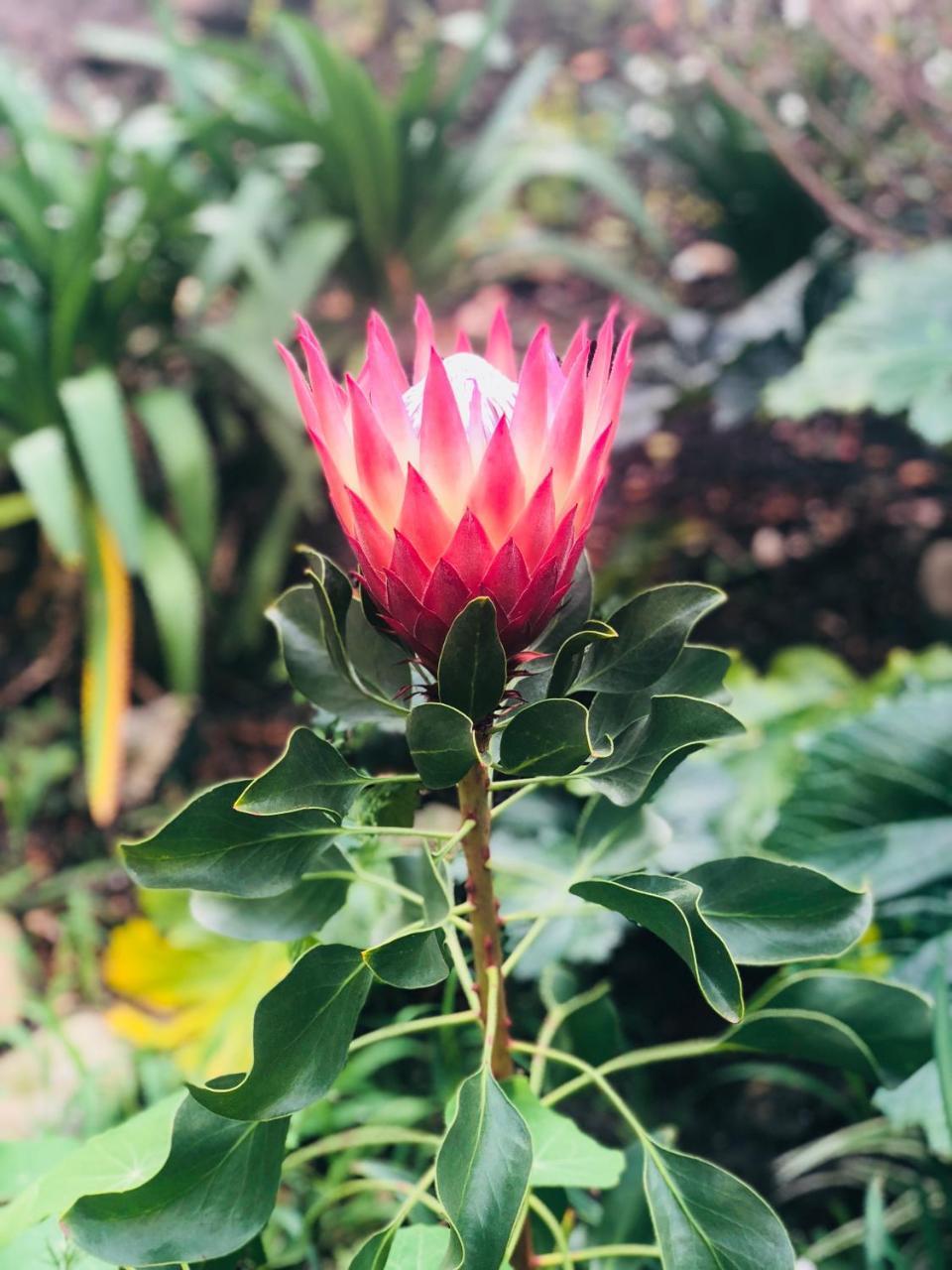 Вилла 11 Protea Найсне Экстерьер фото